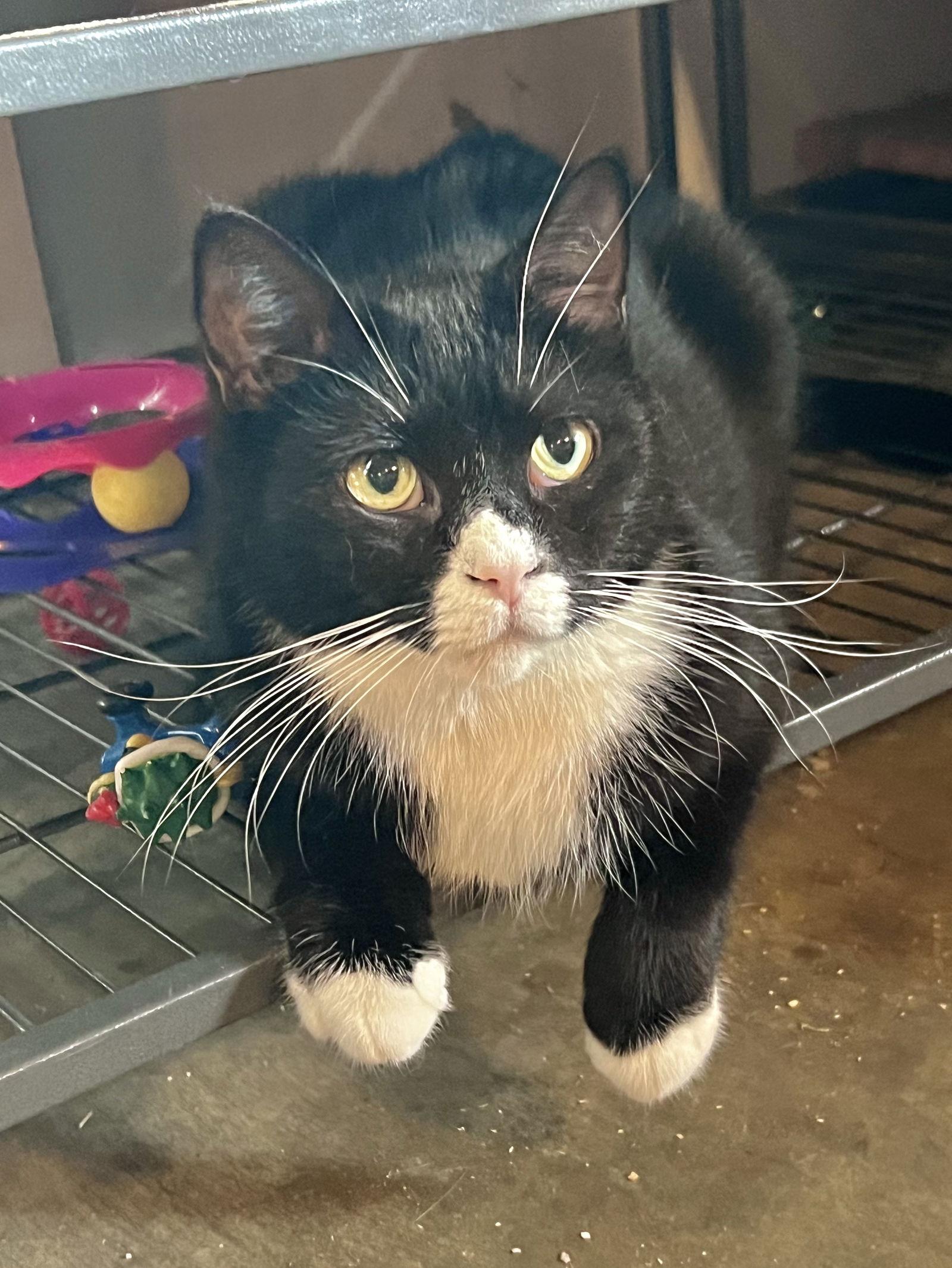 Enlarge Randon, a Adoptable Domestic Short Hair in Hammond, LA image 1/6