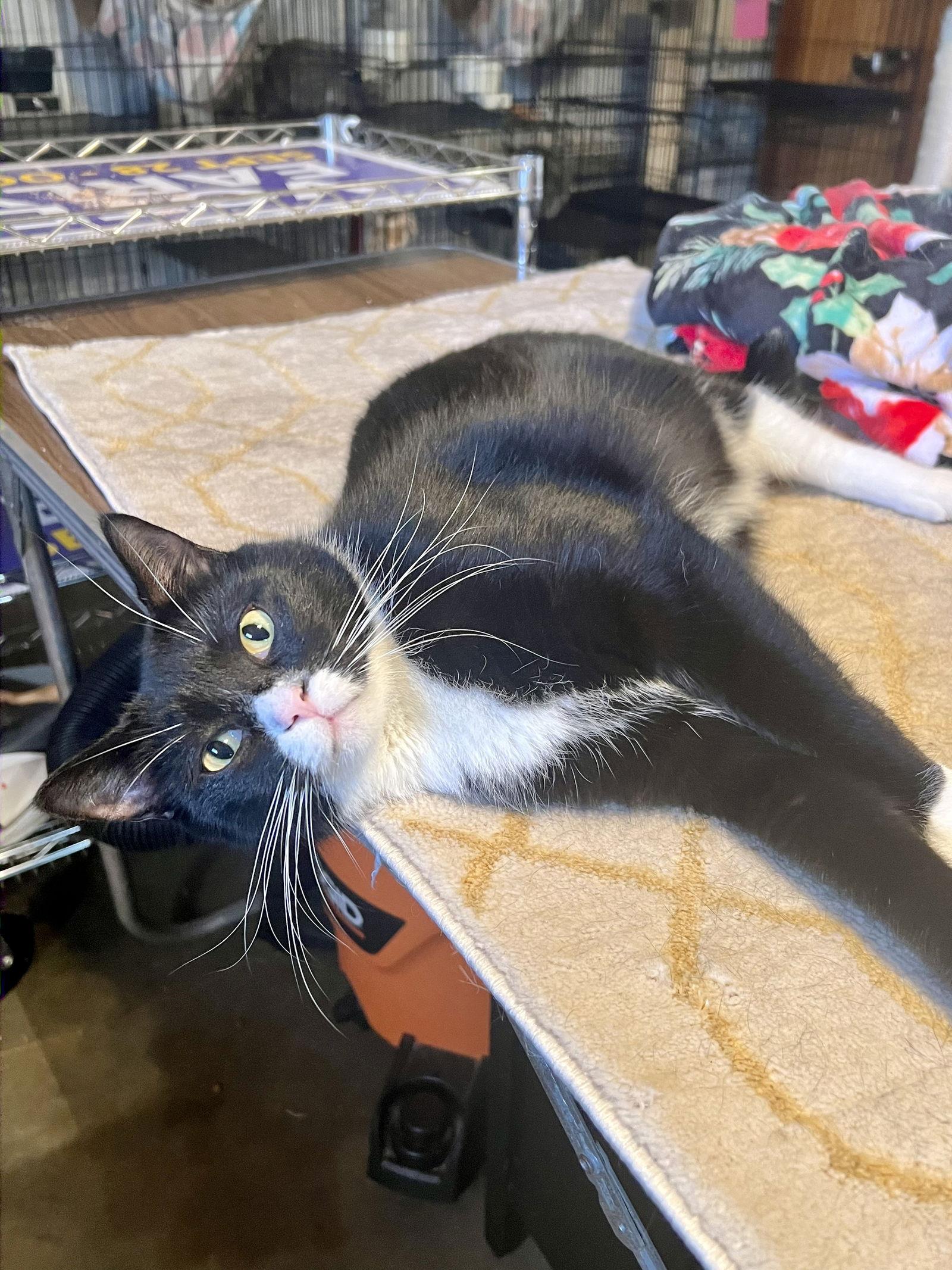 Enlarge Randon, a Adoptable Domestic Short Hair in Hammond, LA image 2/6