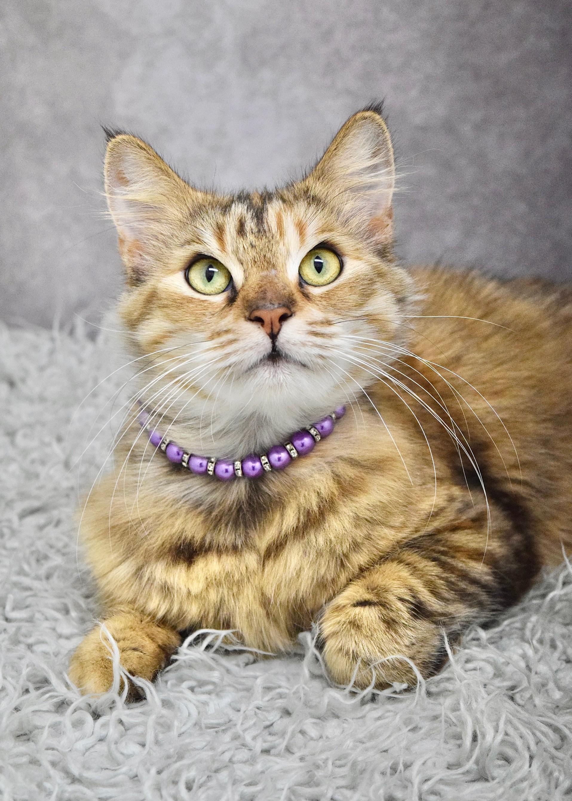 Violet, an adopted Domestic Medium Hair in Dublin, CA image 1/2