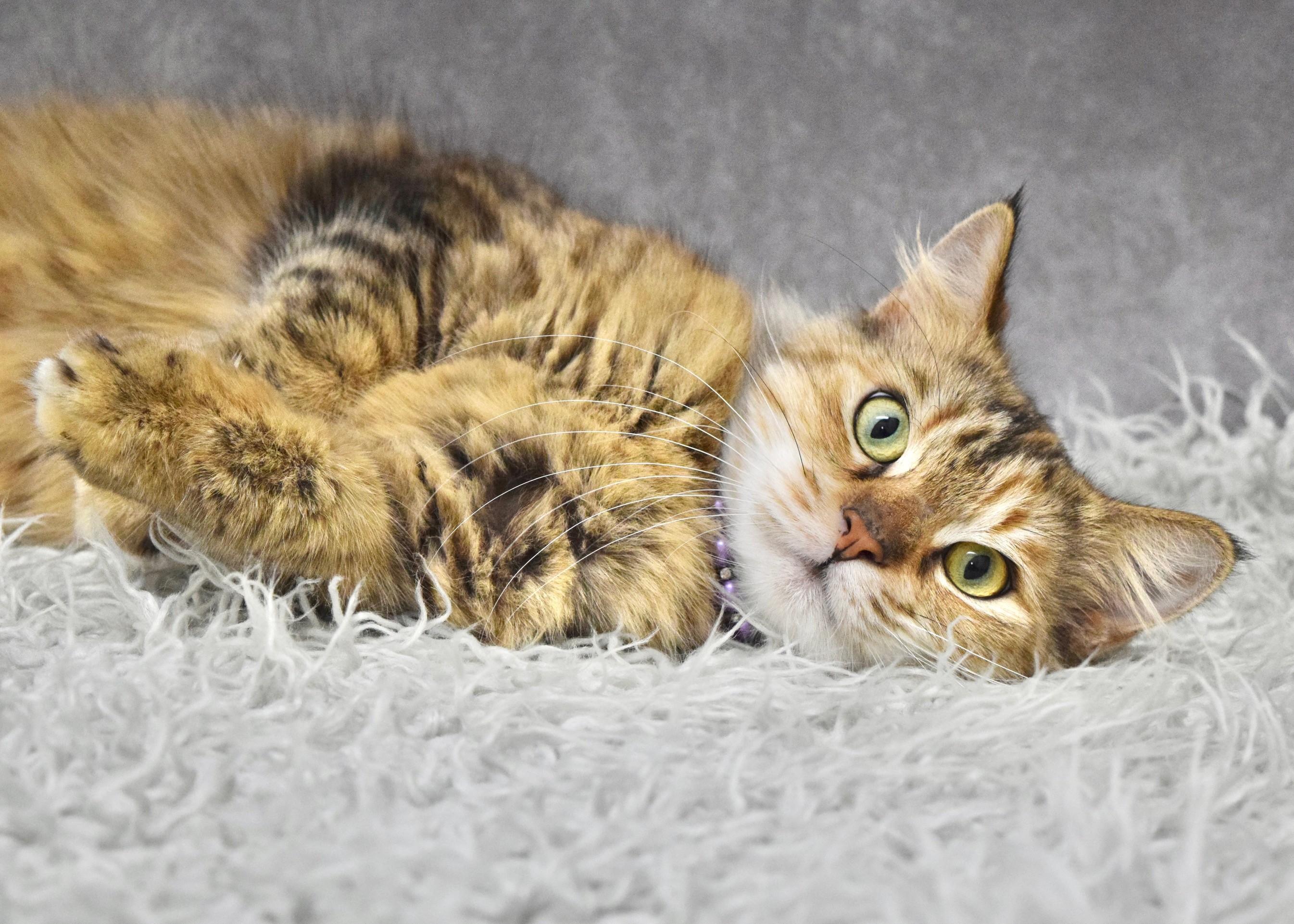 Violet, an adopted Domestic Medium Hair in Dublin, CA image 2/2