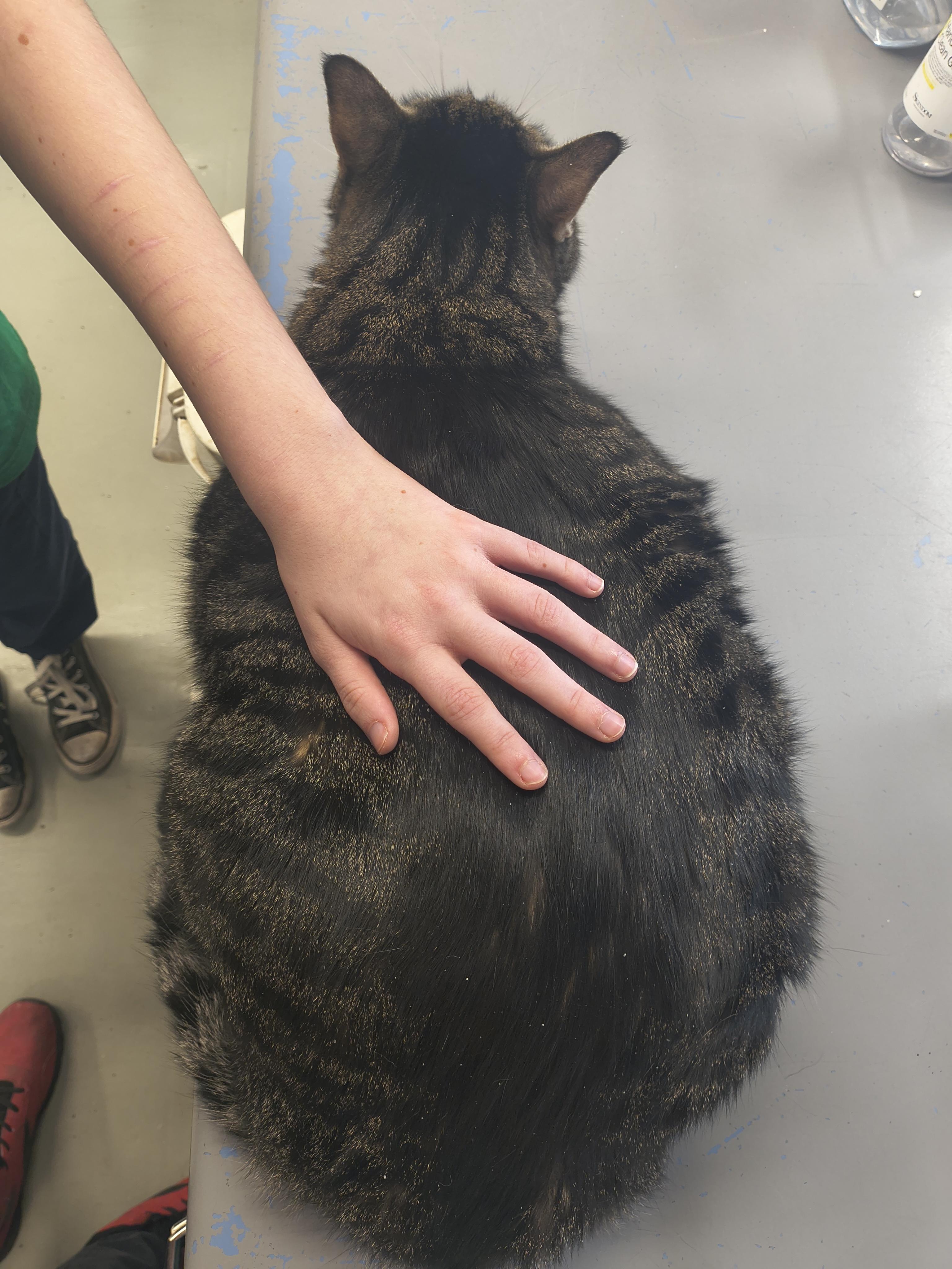 Enlarge Dixie, an adopted mixed breed in Plano, TX image 1/5