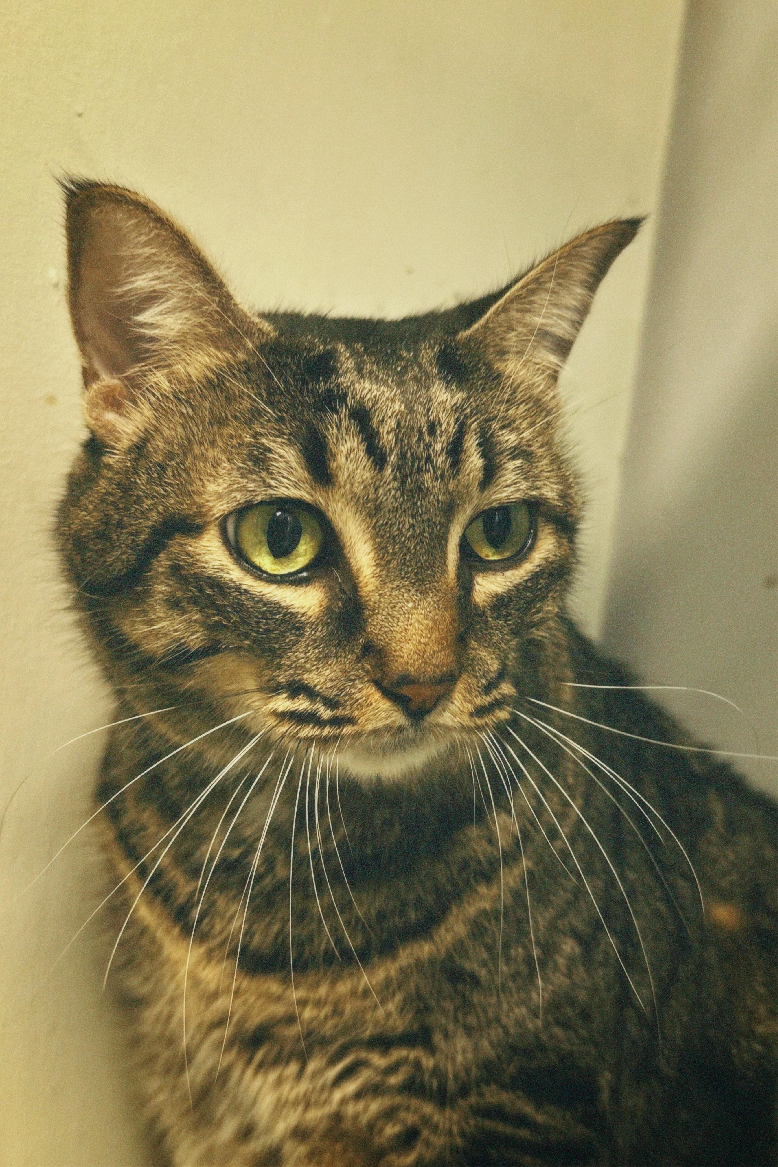 Dixie, Adoptable, Adult Female Tabby.