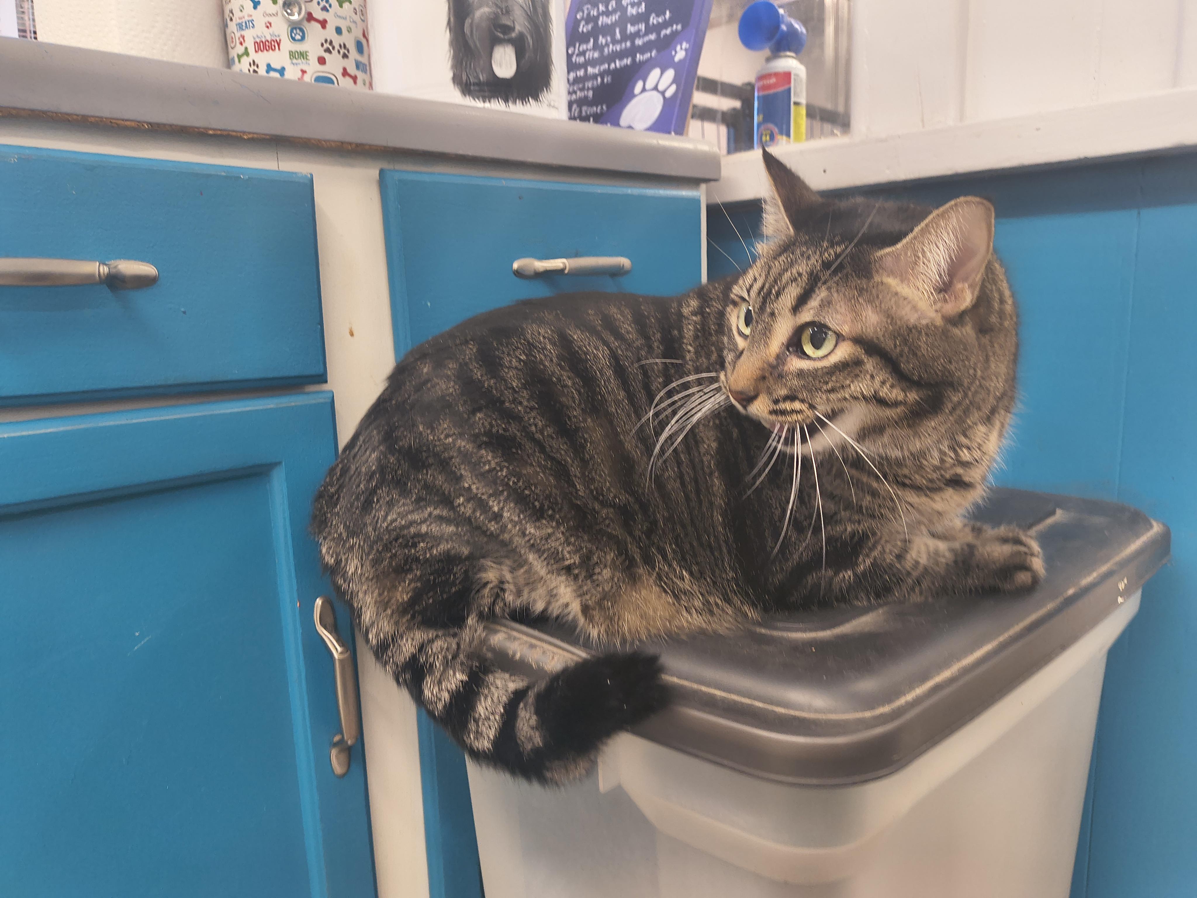 Enlarge Dixie, an adopted mixed breed in Plano, TX image 3/5