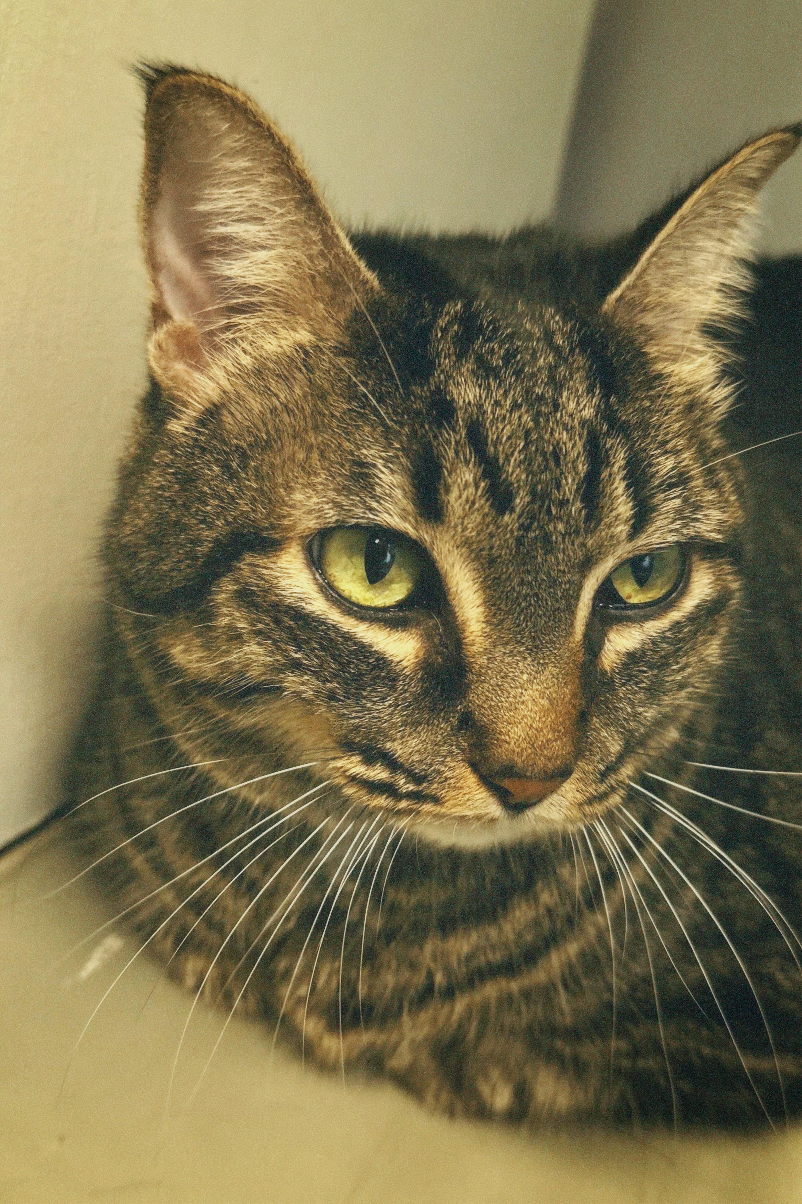 Dixie, a Adoptable mixed breed in Plano, TX image 2/3