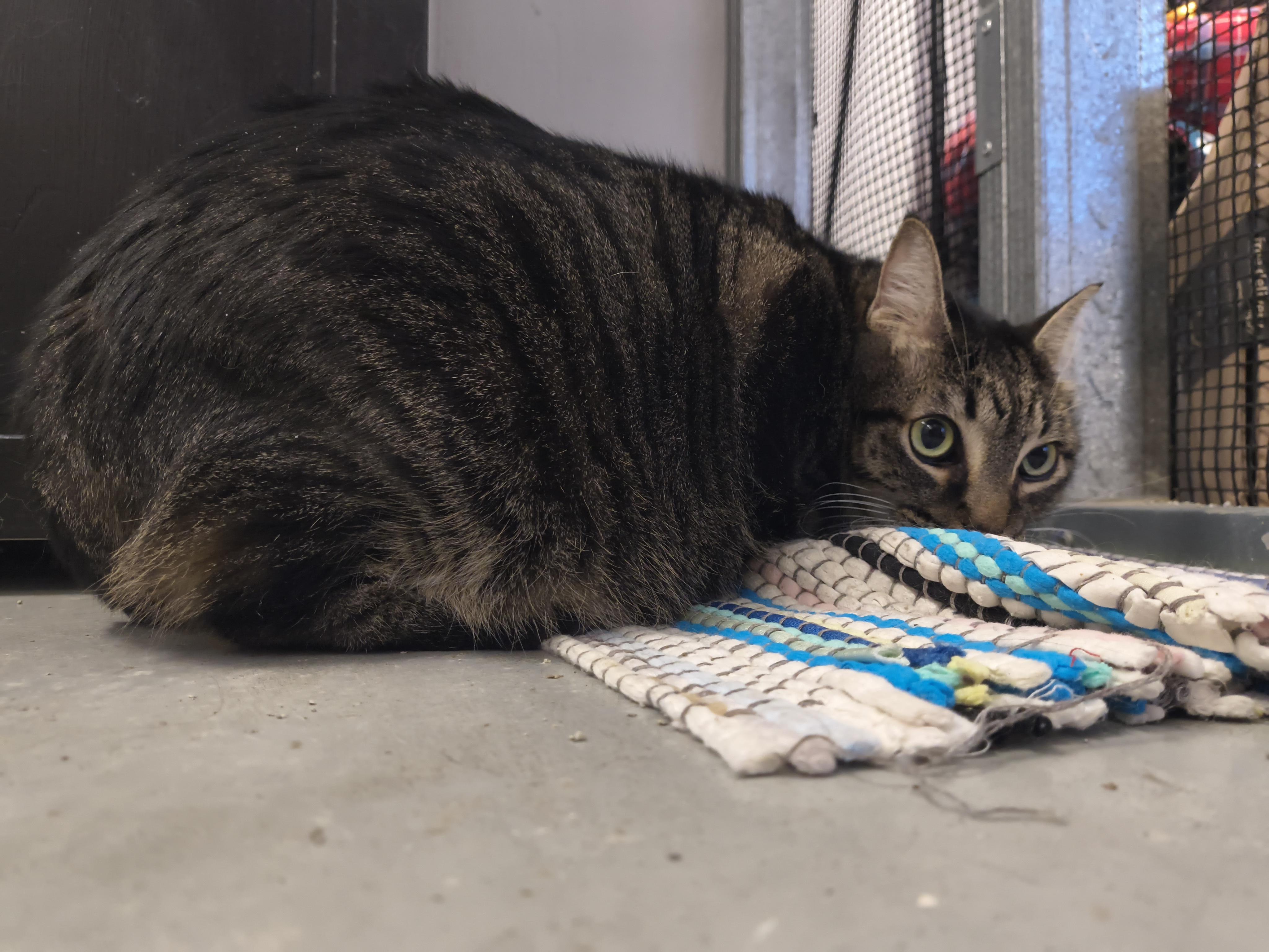 Enlarge Dixie, an adopted mixed breed in Plano, TX image 4/5