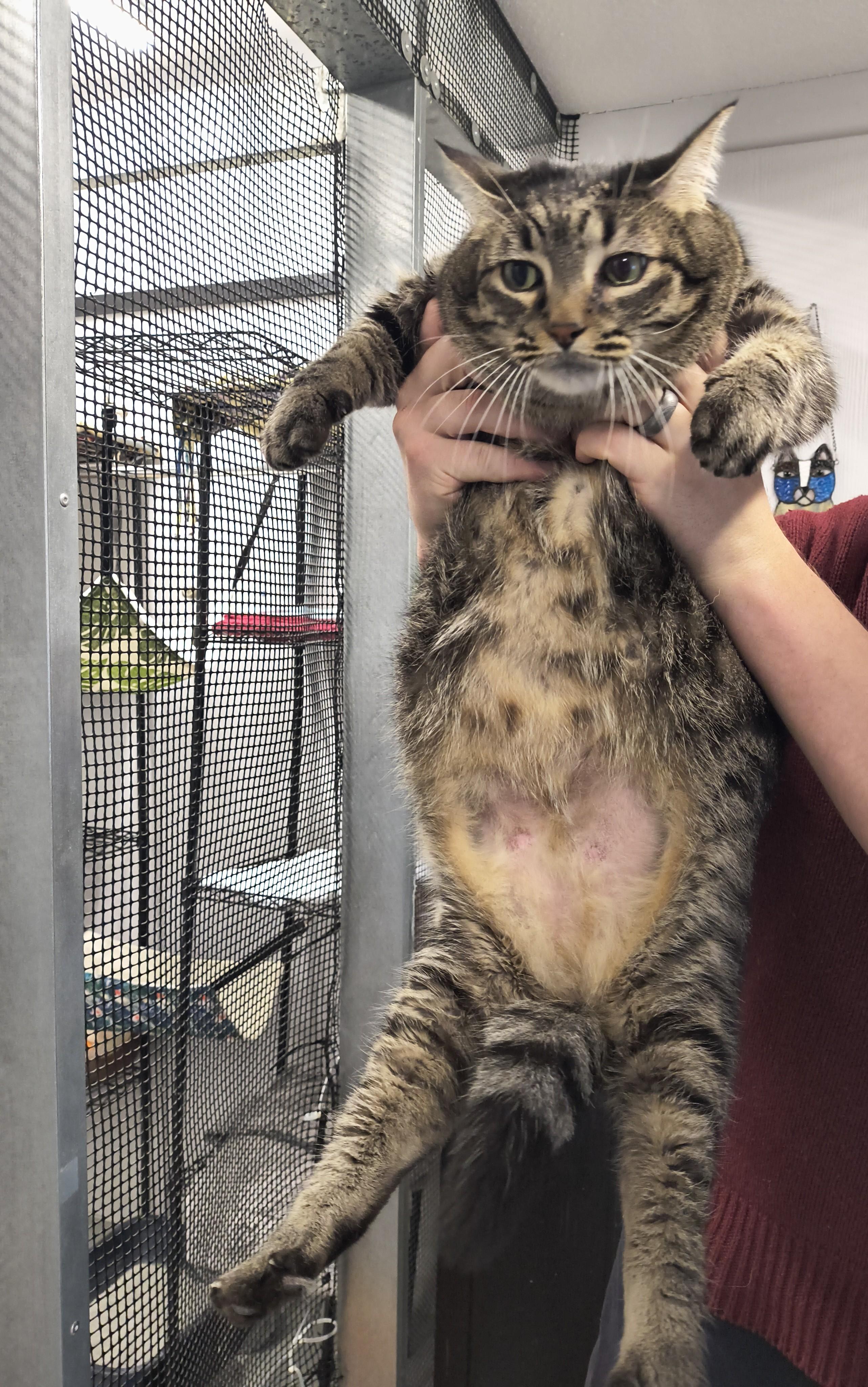 Enlarge Dixie, an adopted mixed breed in Plano, TX image 5/5