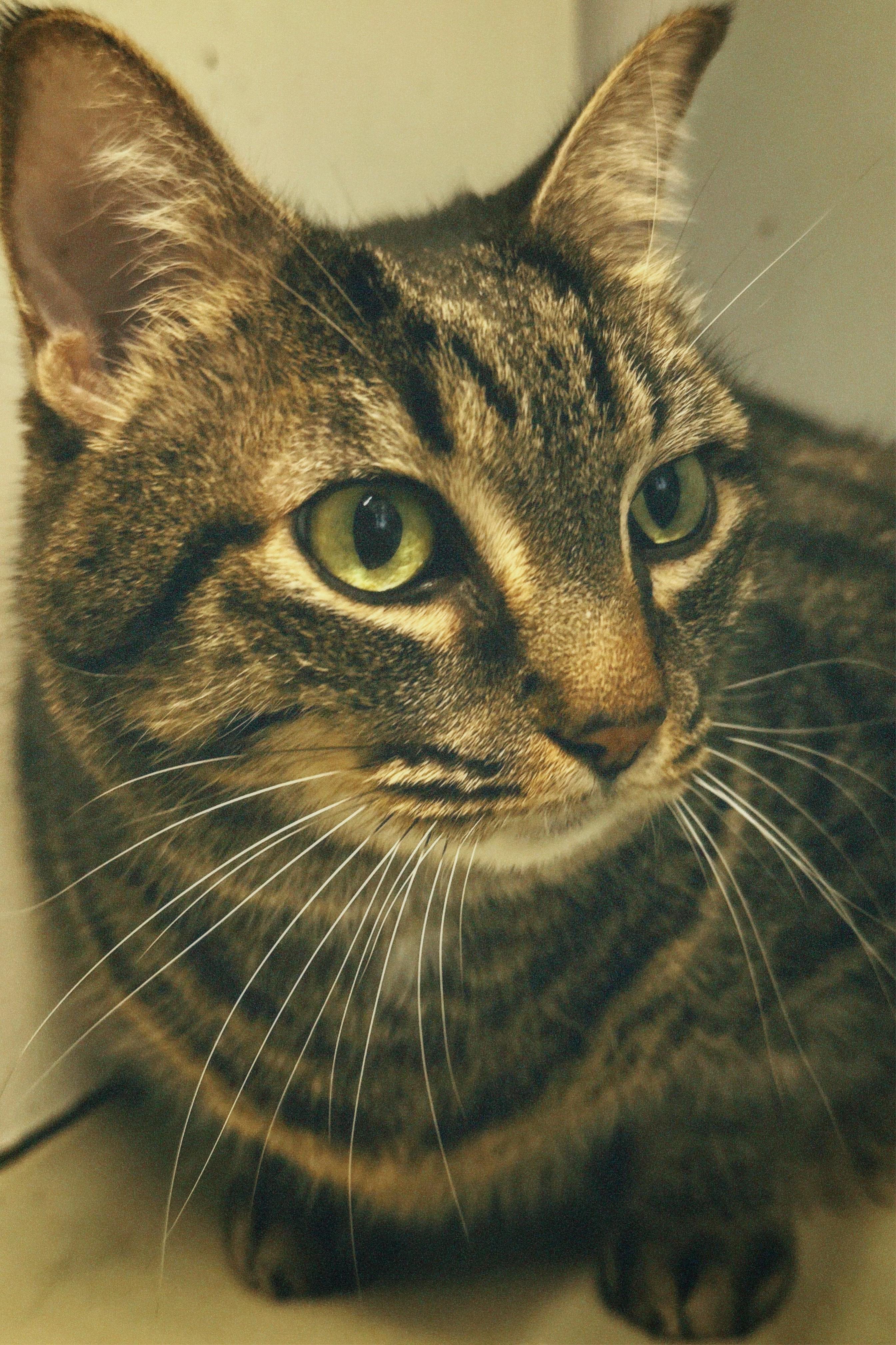 Dixie, a Adoptable mixed breed in Plano, TX image 3/3