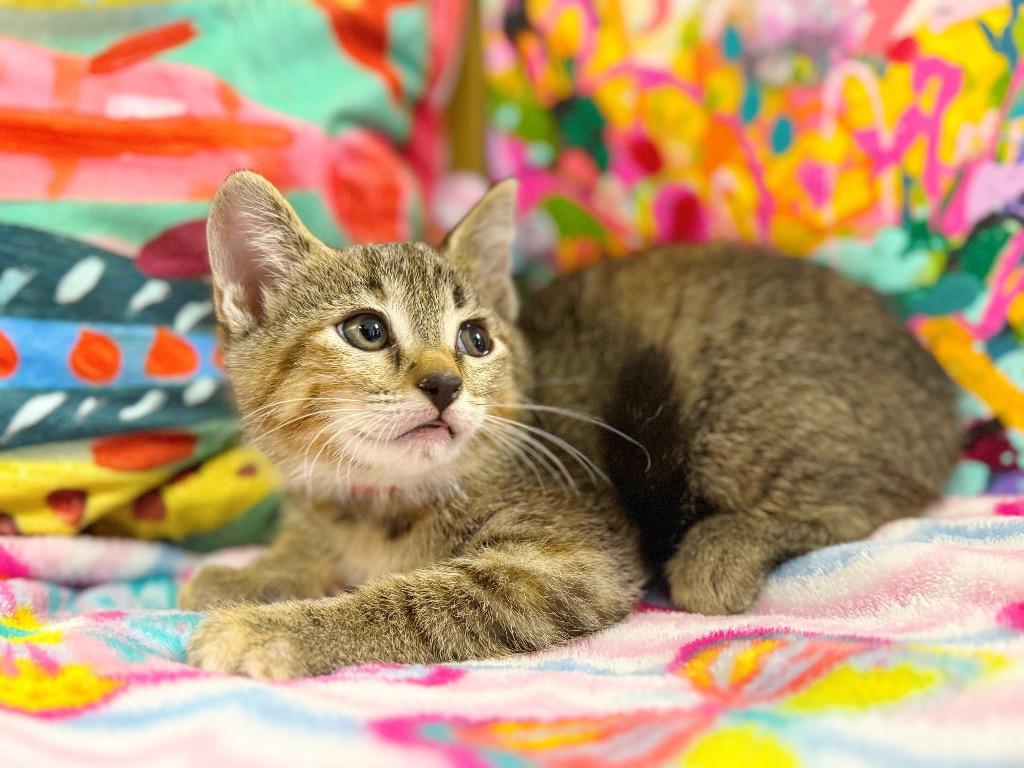 Zaylee, Adoptable, Kitten Female Domestic Short Hair.
