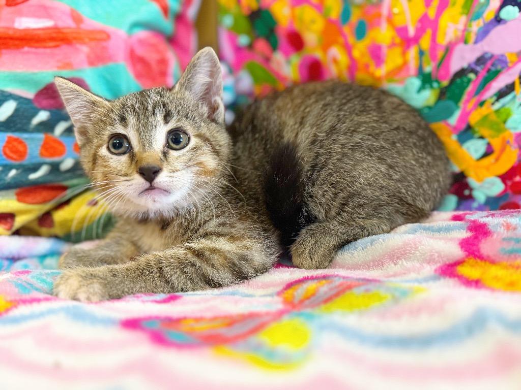 Zaylee, a Adoptable mixed breed in Effingham, IL image 3/5