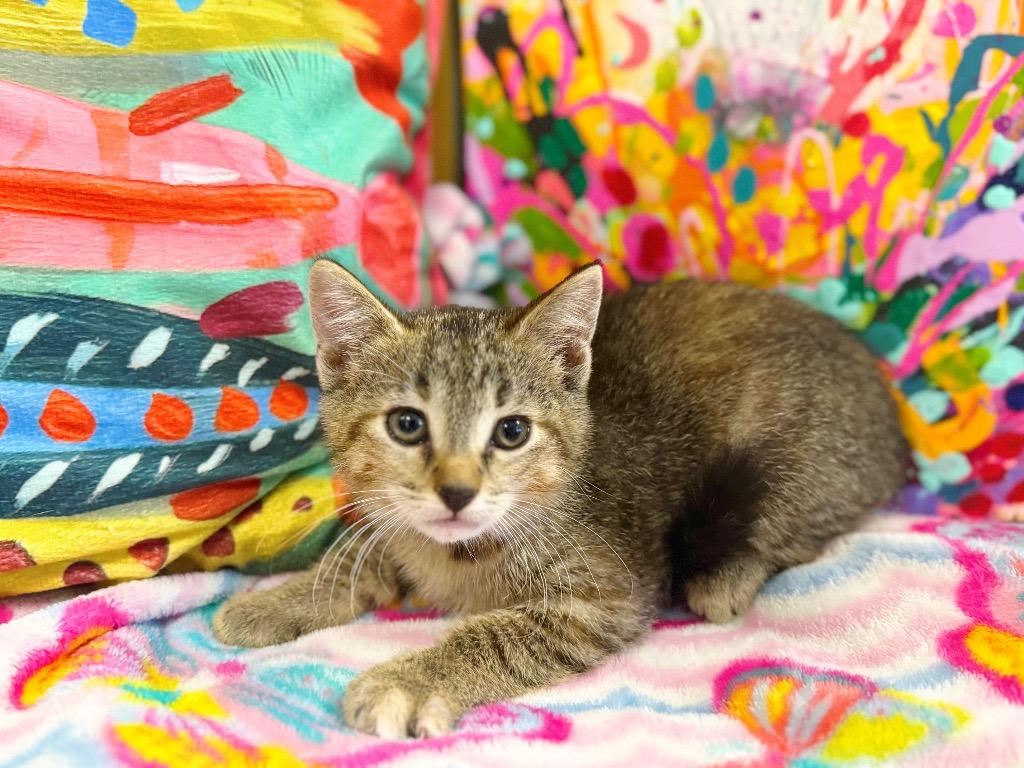 Zaylee, a Adoptable mixed breed in Effingham, IL image 4/5