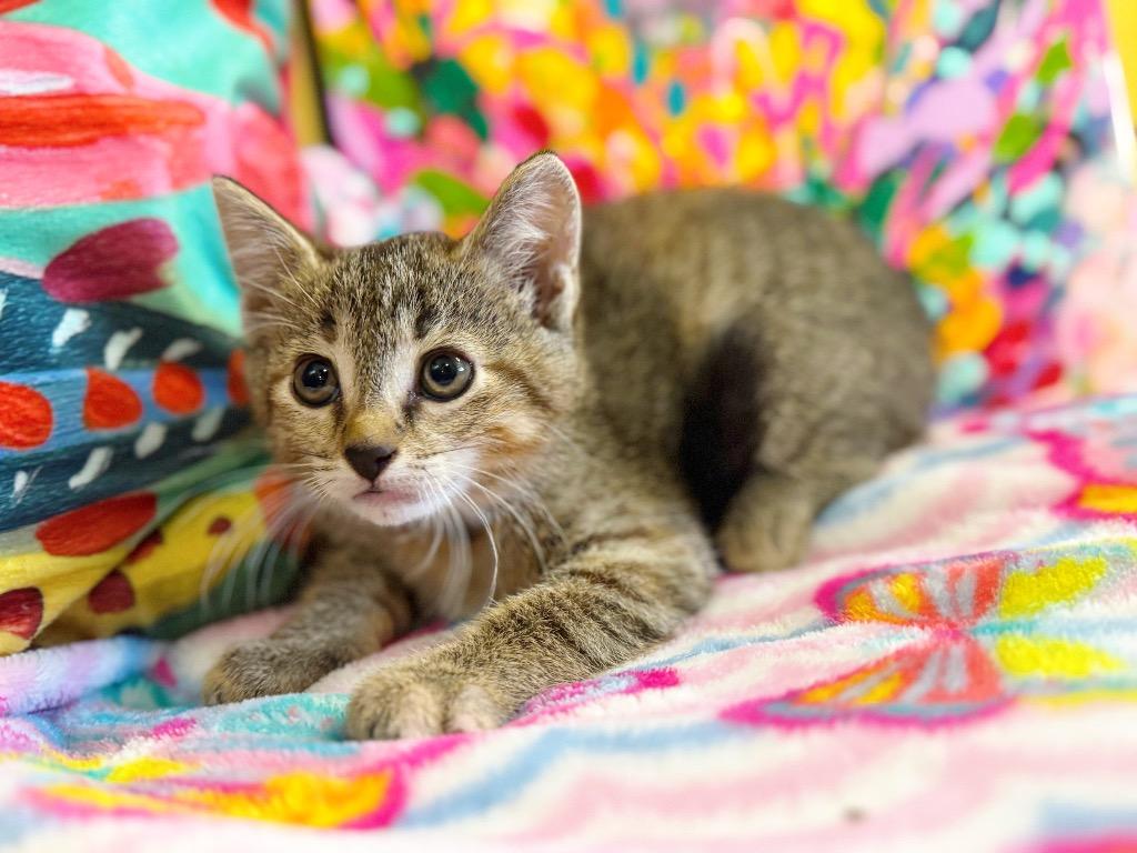 Zaylee, a Adoptable mixed breed in Effingham, IL image 5/5