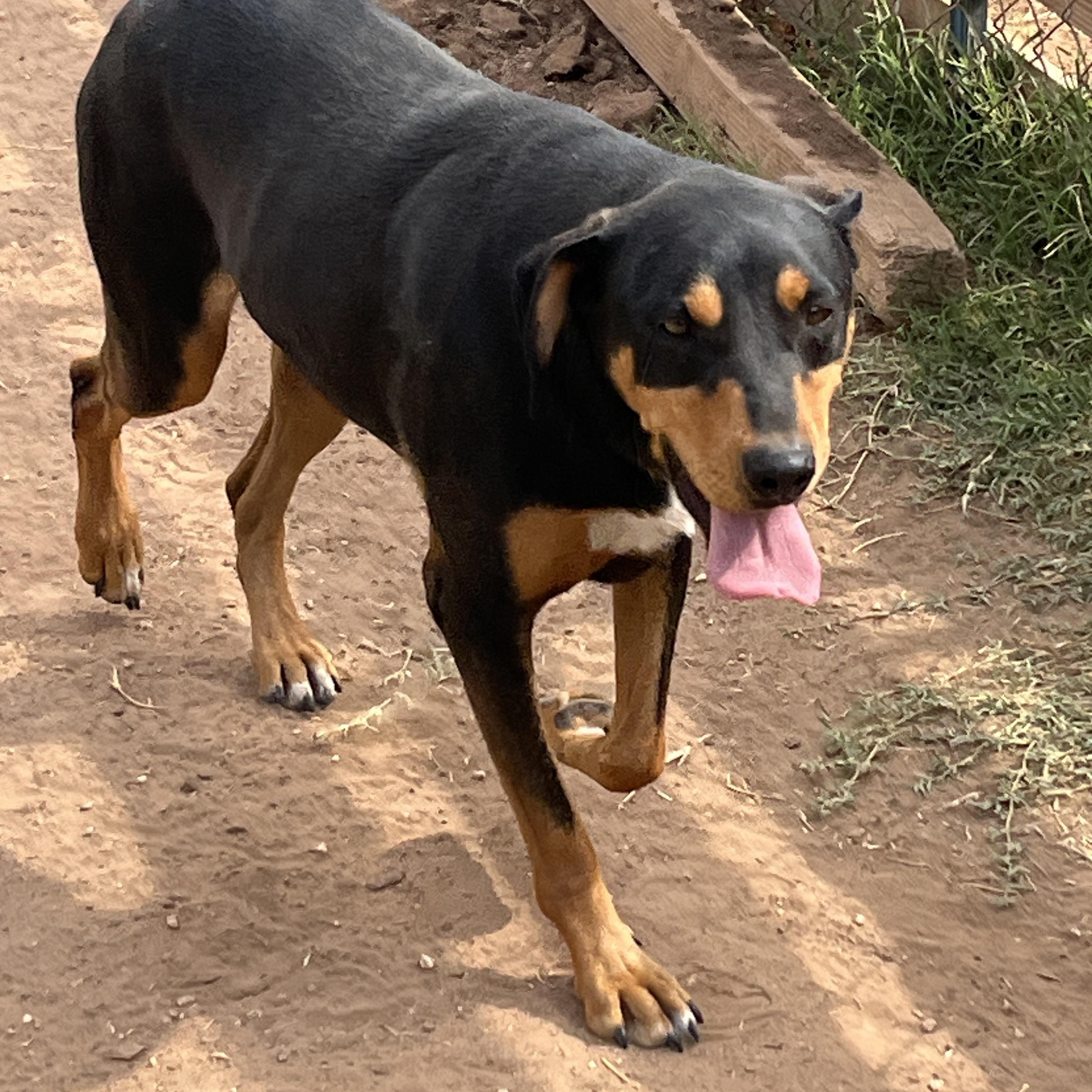 Logan, a Adoptable mixed breed in Levelland, TX image 1/6