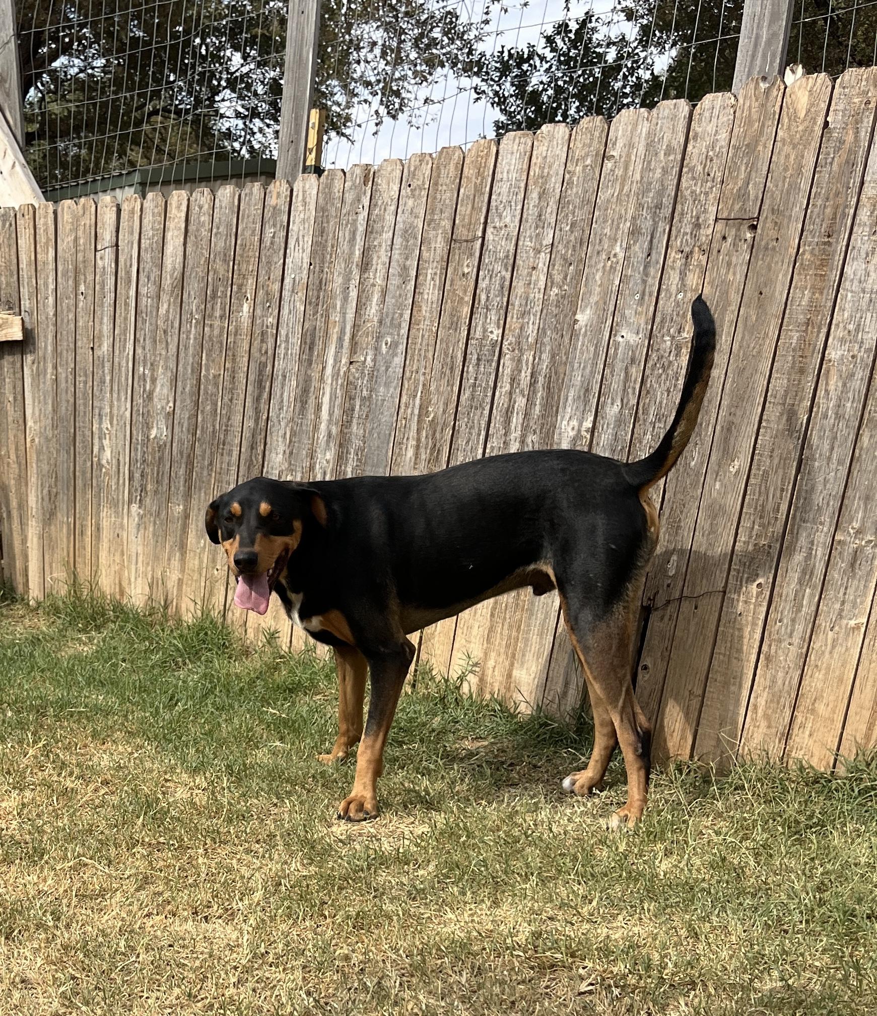 Logan, a Adoptable mixed breed in Levelland, TX image 2/6