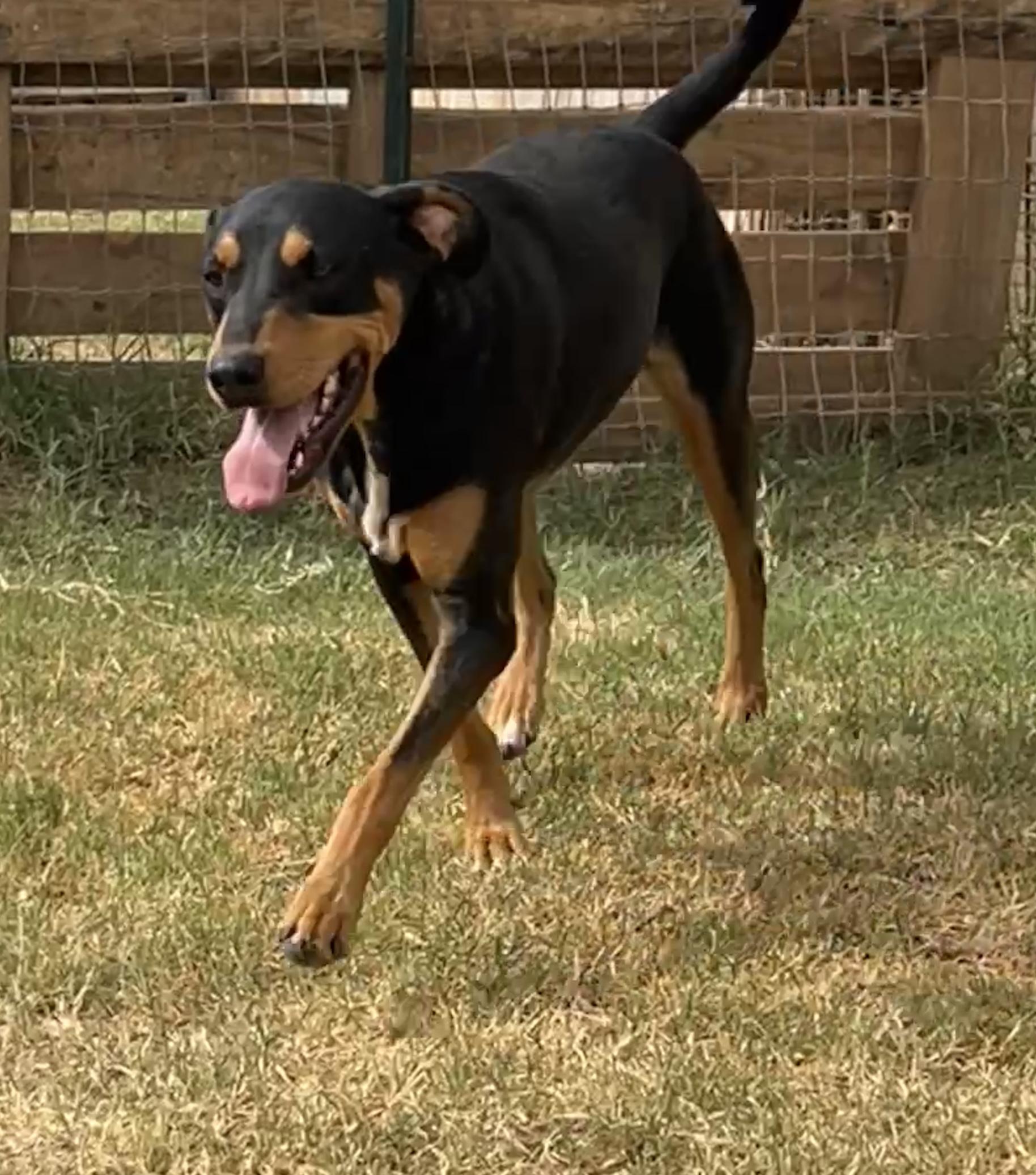 Logan, a Adoptable mixed breed in Levelland, TX image 3/6
