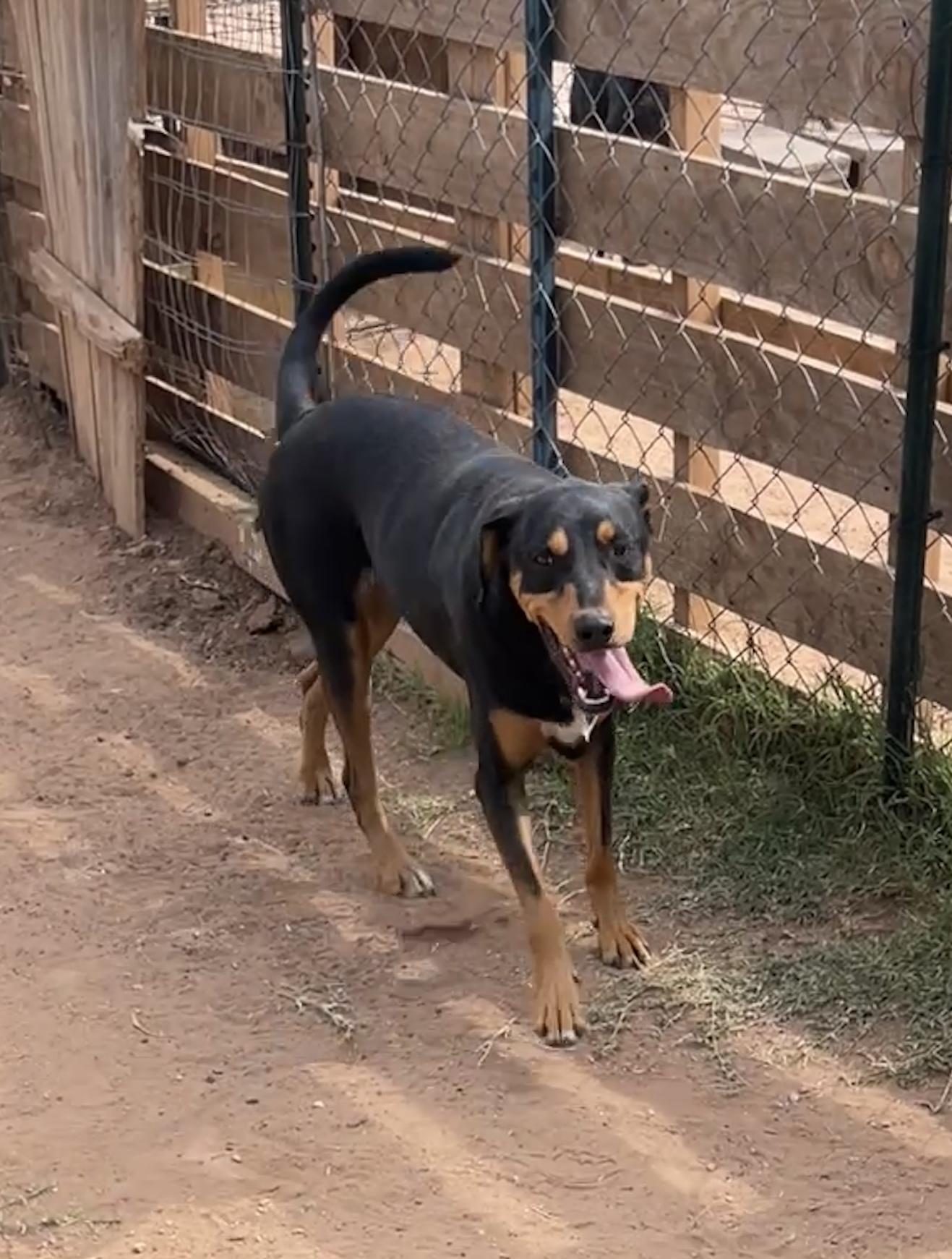 Logan, a Adoptable mixed breed in Levelland, TX image 4/6