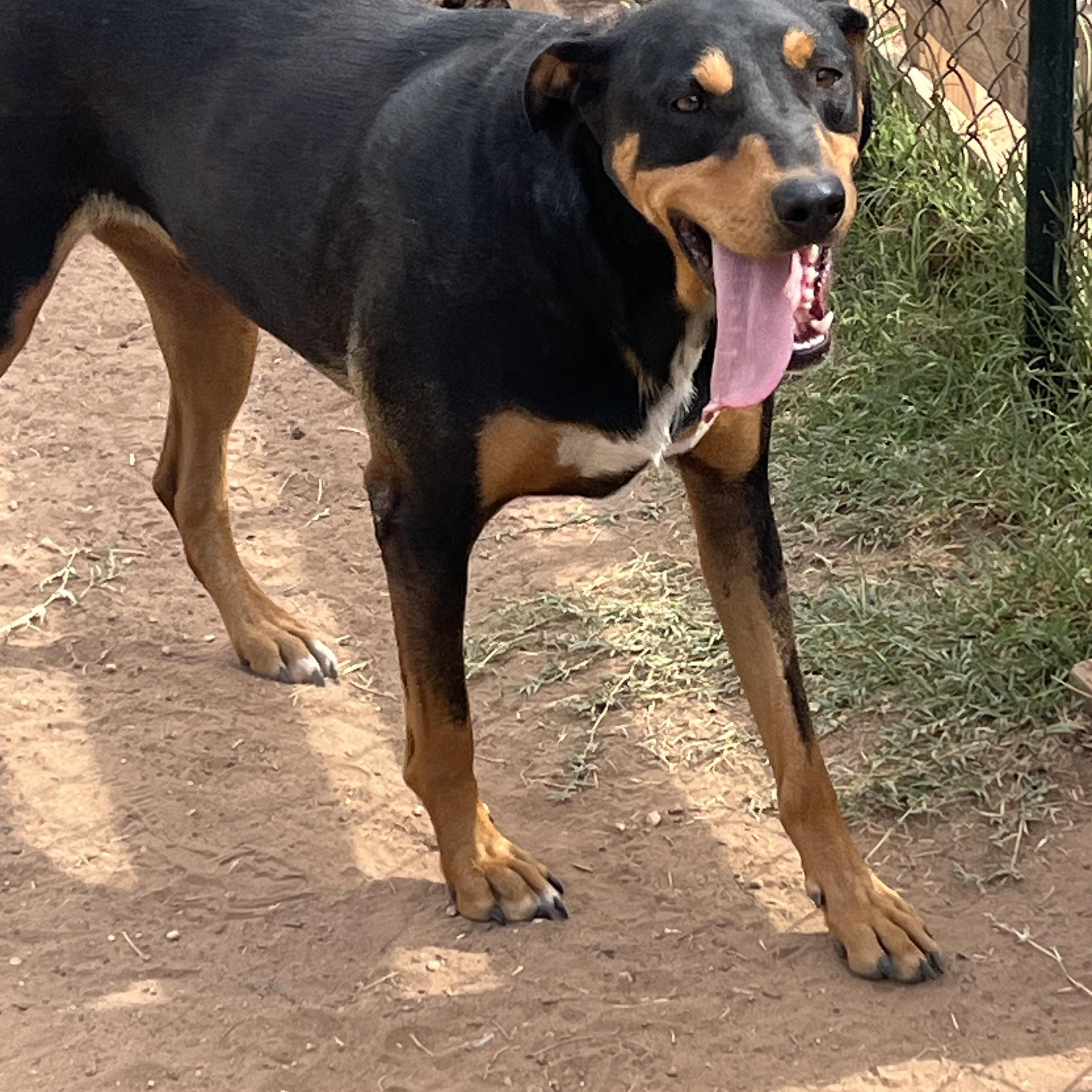Logan, a Adoptable mixed breed in Levelland, TX image 5/6