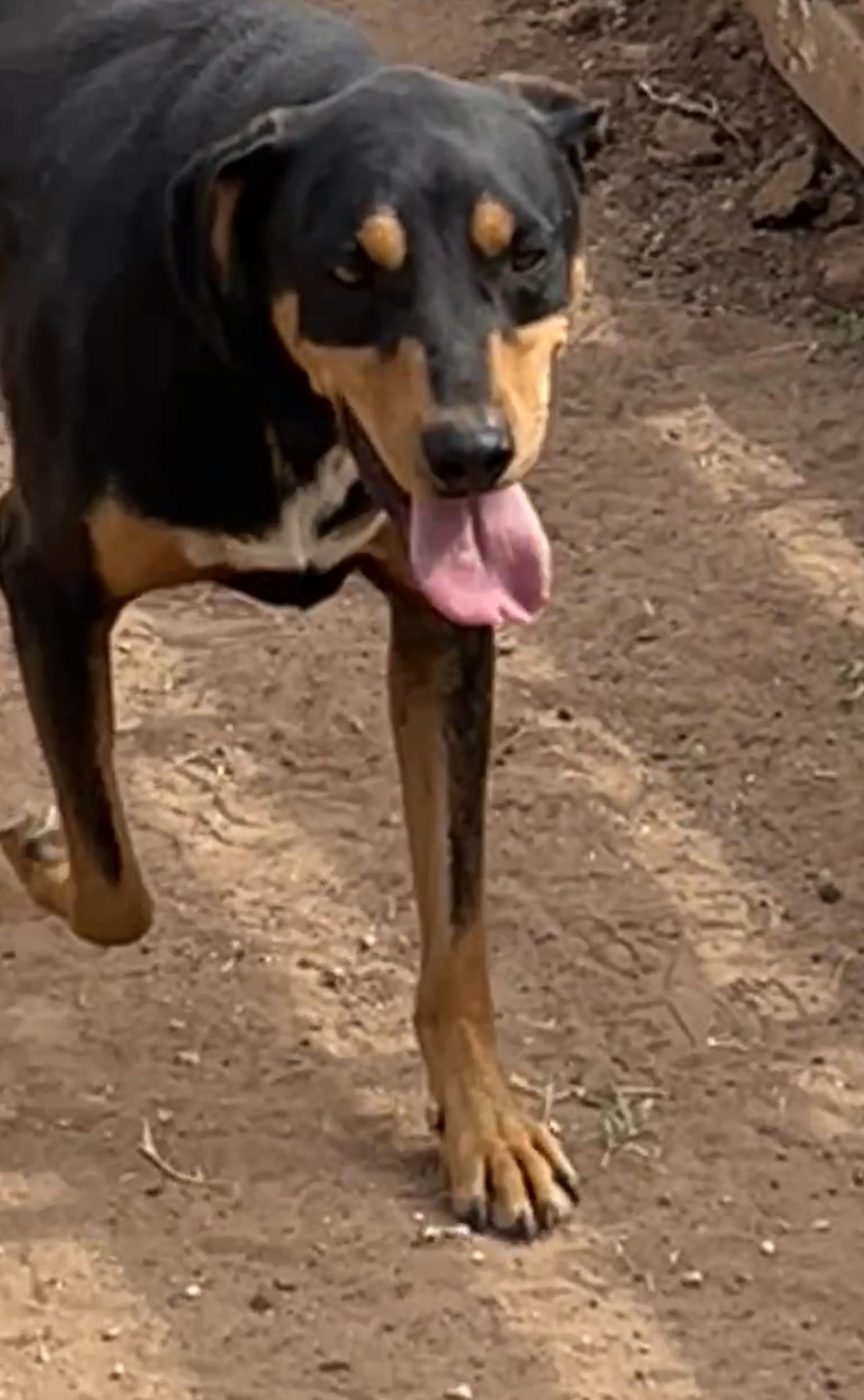 Logan, a Adoptable mixed breed in Levelland, TX image 6/6