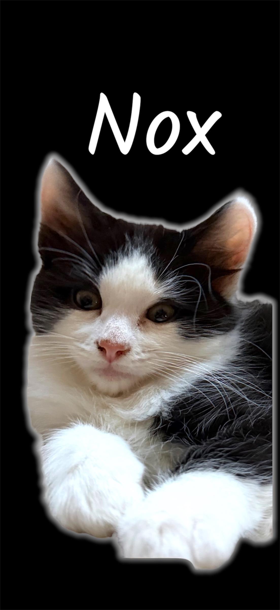 Enlarge Nox, a Adoptable Domestic Short Hair in Auburn, CA image 1/1