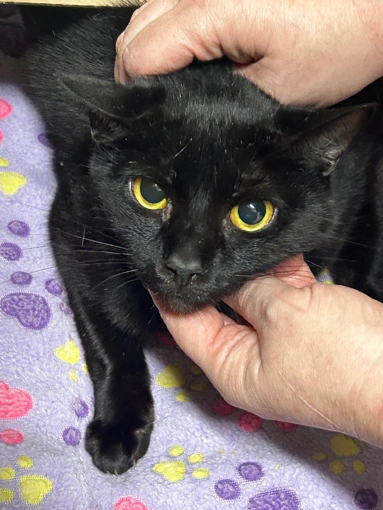 Mojo Bones, Adoptable, Adult Male Domestic Short Hair.