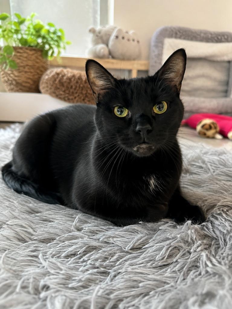 Mojo Bones, Adoptable, Adult Male Domestic Short Hair.