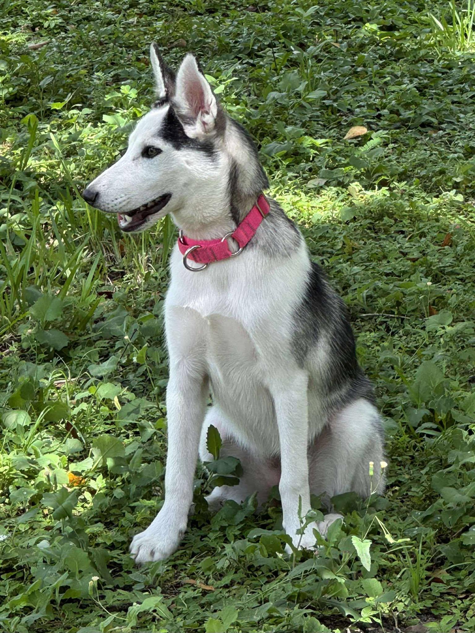 Khalessi