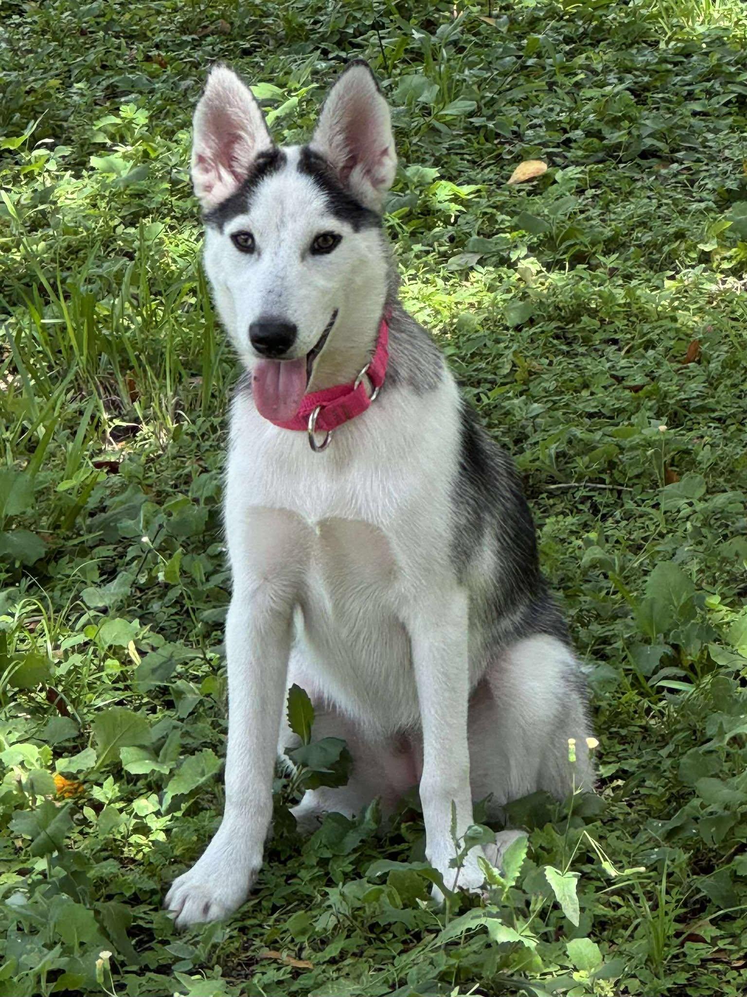 Khalessi