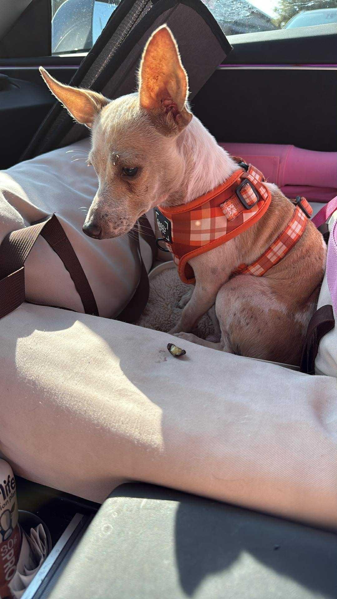 Frank-N-Furter, Adoptable, Adult Male Chihuahua.