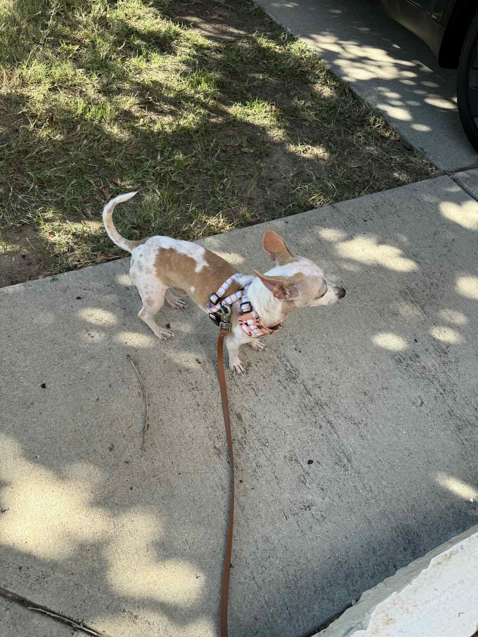Enlarge Frank-N-Furter, a Adoptable Chihuahua in Austin, TX image 2/6