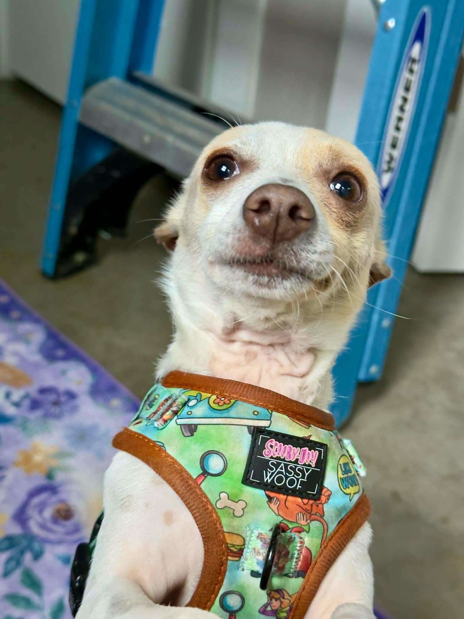 Frank-N-Furter, a Adoptable Chihuahua in Austin, TX image 2/6