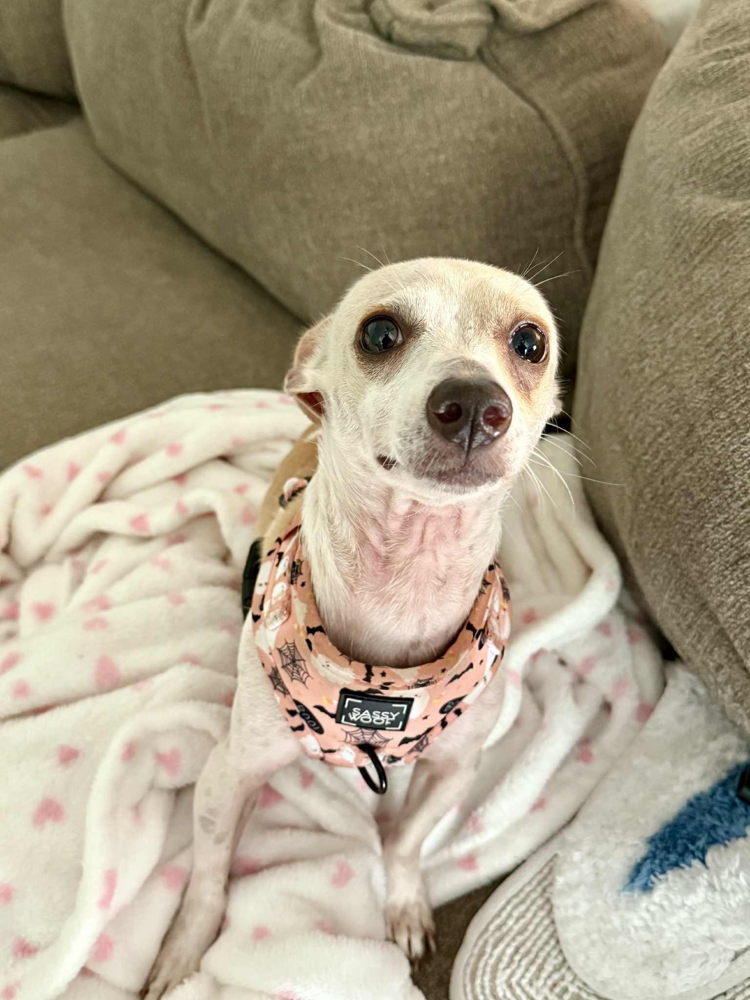 Enlarge Frank-N-Furter, a Adoptable Chihuahua in Austin, TX image 3/6