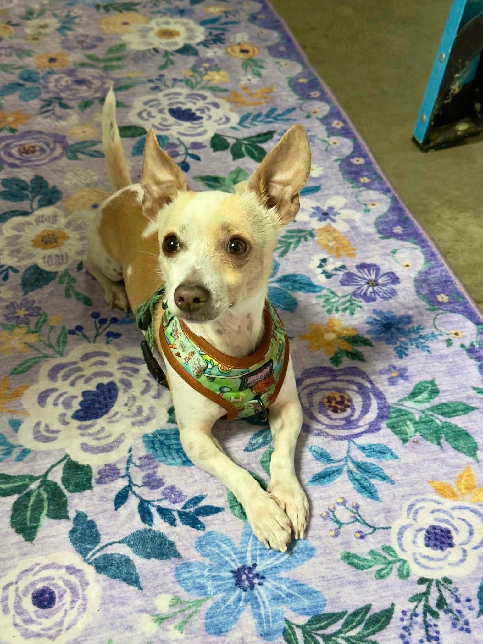 Frank-N-Furter, a Adoptable Chihuahua in Austin, TX image 4/6