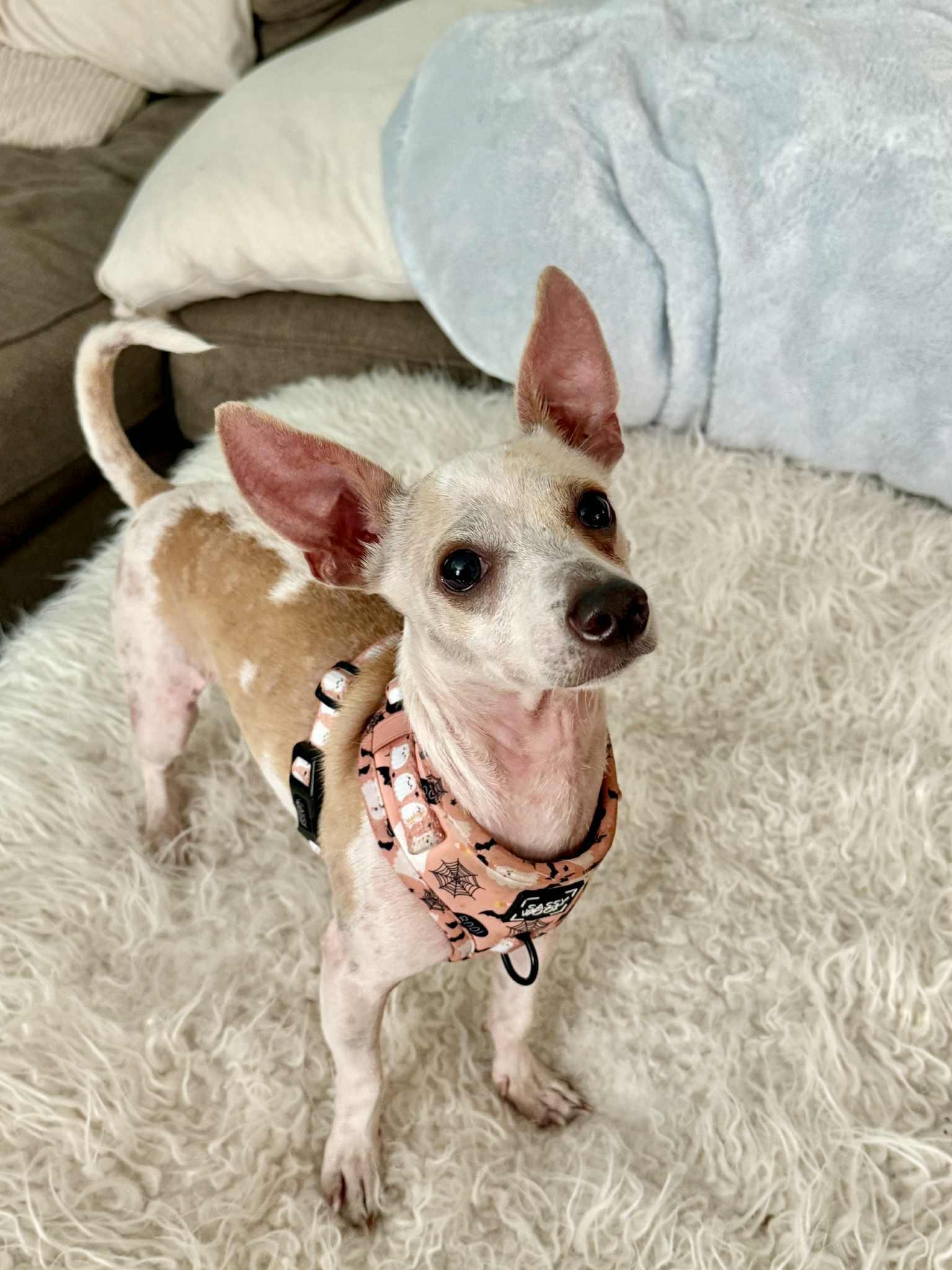 Enlarge Frank-N-Furter, a Adoptable Chihuahua in Austin, TX image 4/6