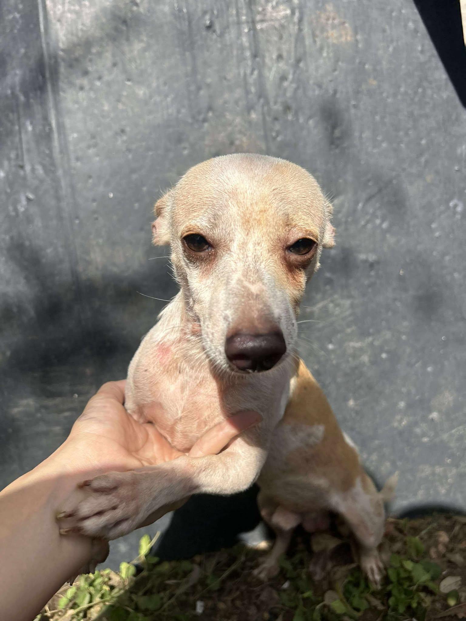 Enlarge Frank-N-Furter, a Adoptable Chihuahua in Austin, TX image 5/6