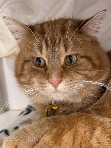 Enlarge Chadwick Worthington III, a ADOPTABLE mixed breed in Lansing, MI image 2/2