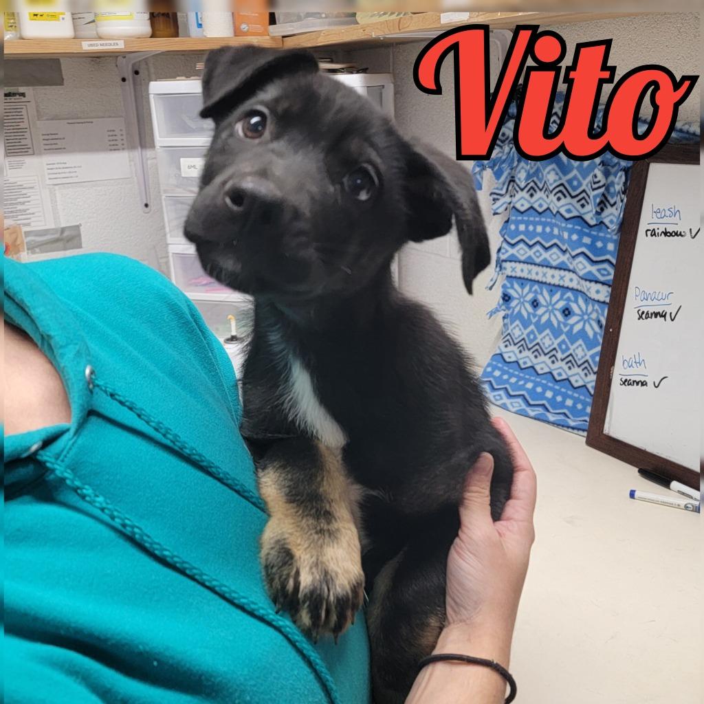 Vito, Adoptable, Puppy Male Shepherd & Mixed Breed.