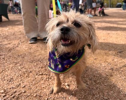 Boo, Adoptable, Adult Male Cairn Terrier & Mixed Breed.