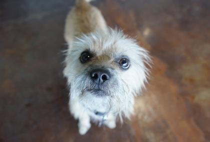Enlarge Boo, a Adoptable mixed breed in San Antonio, TX image 2/3