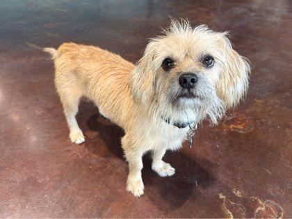Boo, Adoptable, Adult Male Cairn Terrier & Mixed Breed.