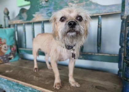 Enlarge Boo, a Adoptable mixed breed in San Antonio, TX image 3/3