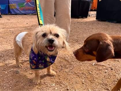 Boo, a Adoptable mixed breed in San Antonio, TX image 2/3