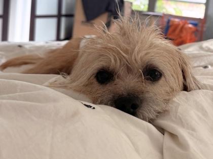 Boo, a Adoptable mixed breed in San Antonio, TX image 2/3