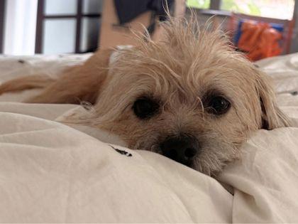 Boo, a Adoptable mixed breed in San Antonio, TX image 3/3