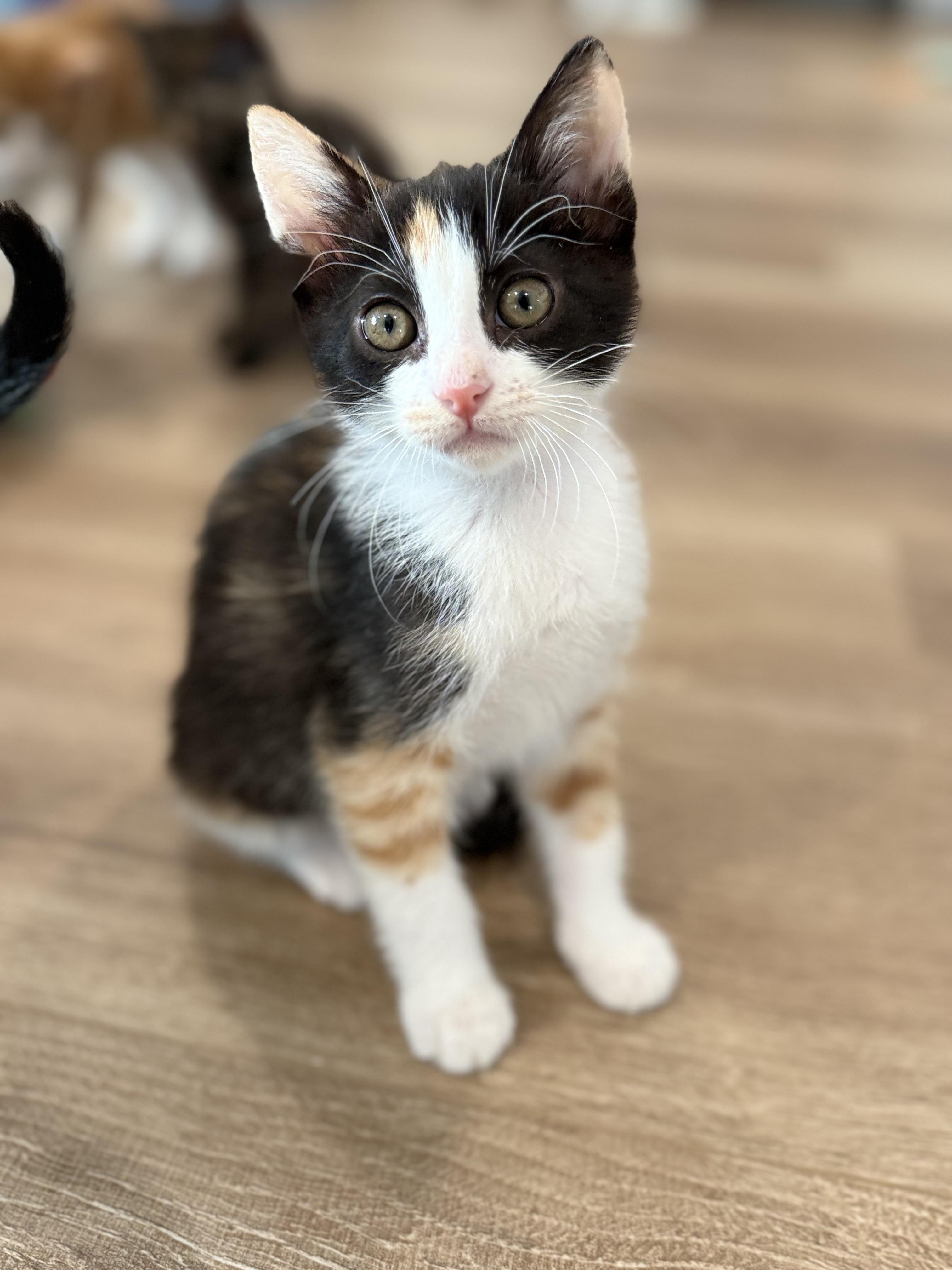 Duchess, Adoptable, Kitten Female Calico.