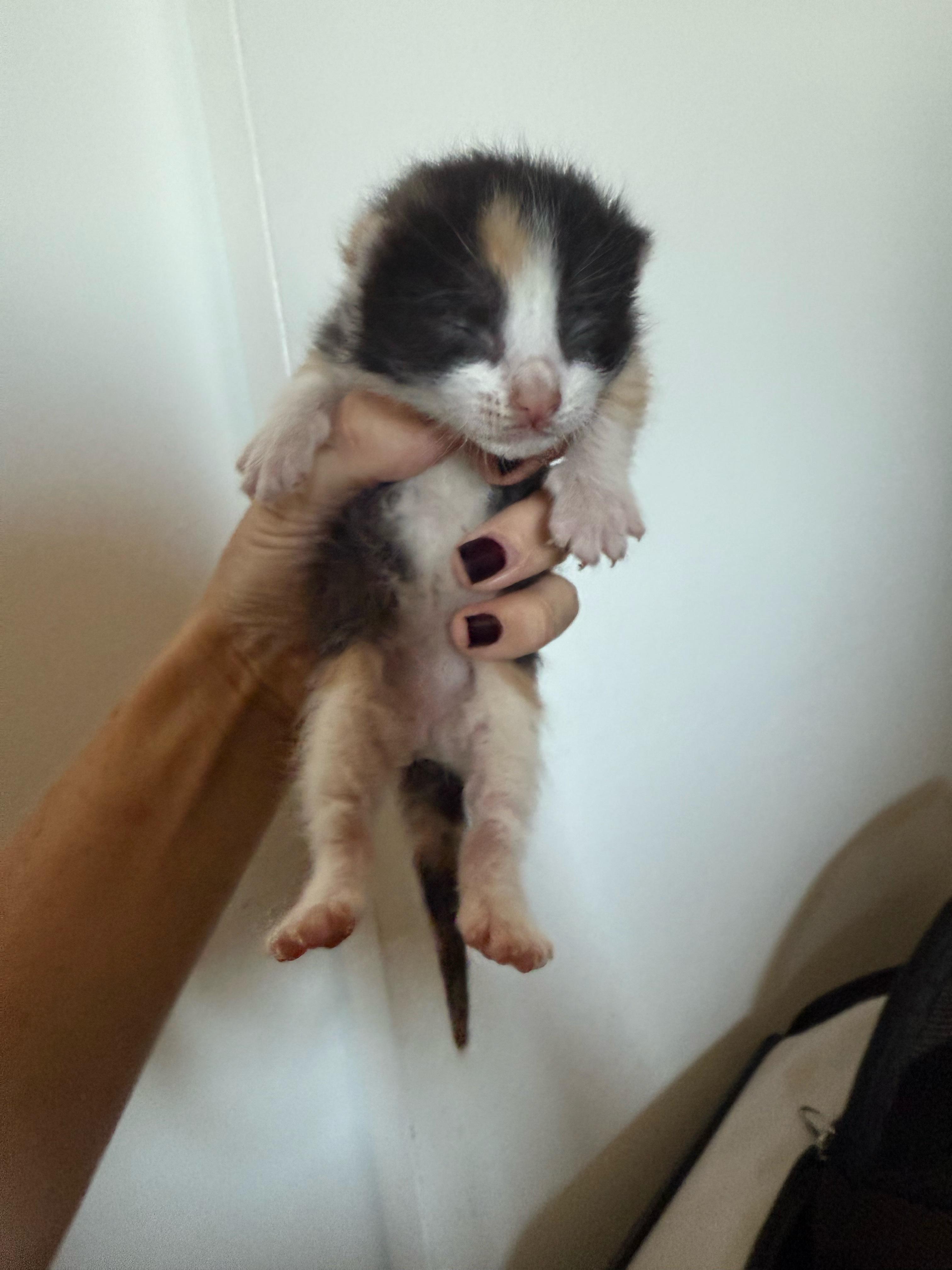 Enlarge Duchess, a Adoptable Calico in Laguna Beach, CA image 2/4