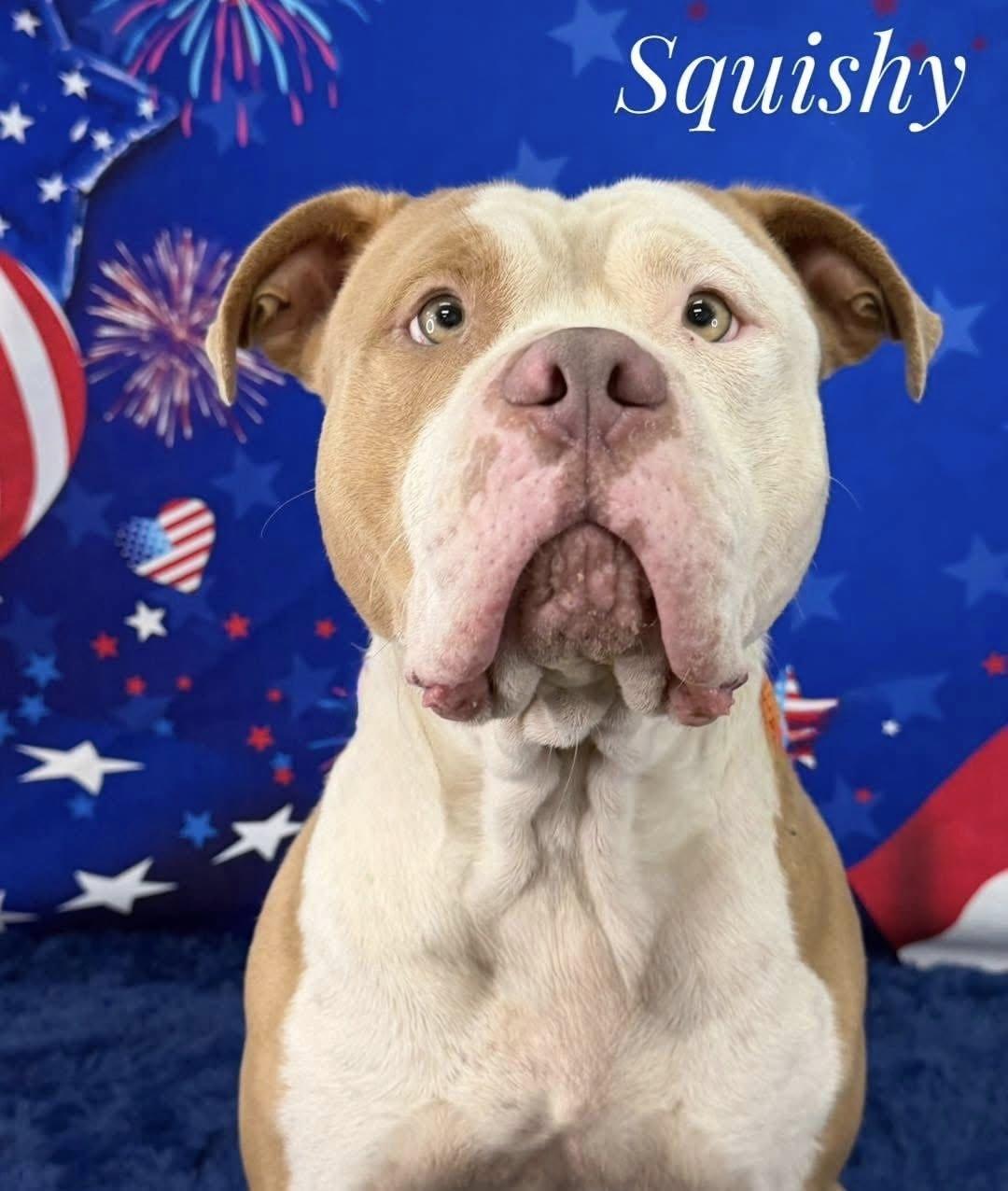 Enlarge Squishy, an adopted Mixed Breed in Flint, MI image 1/1