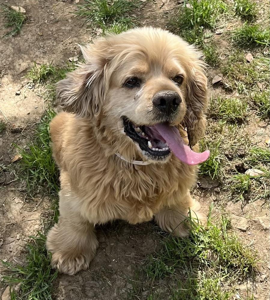Oliver, Adoptable, Adult Male Cocker Spaniel.