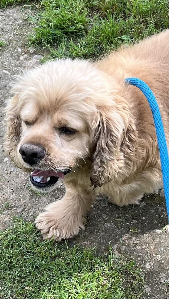 Enlarge Oliver, a Adoptable Cocker Spaniel in Jamestown, CA image 2/2