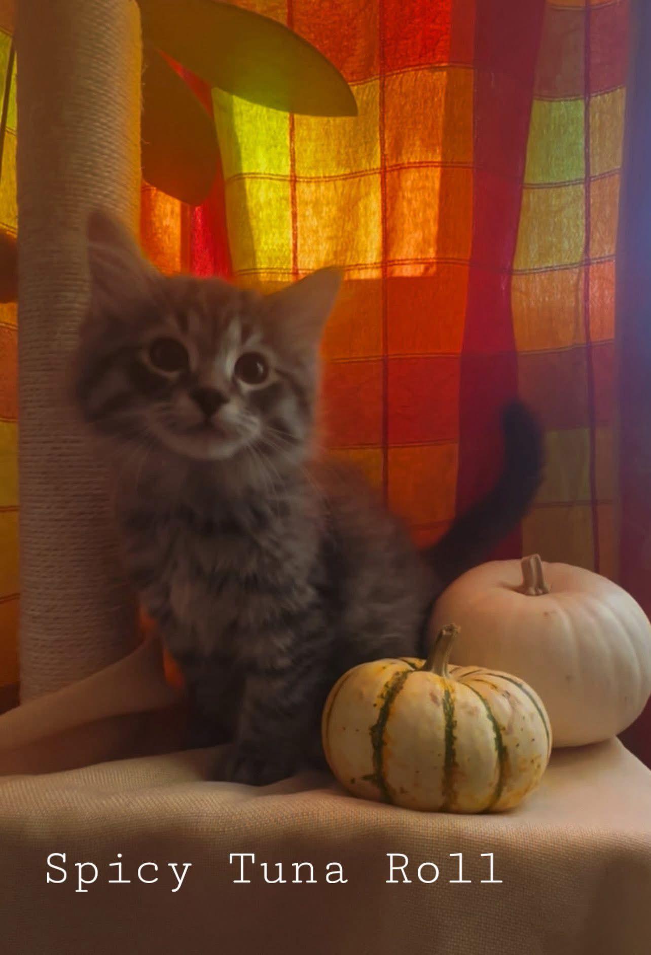 Spicy Tuna Roll, Adopted, Kitten Male Domestic Medium Hair.