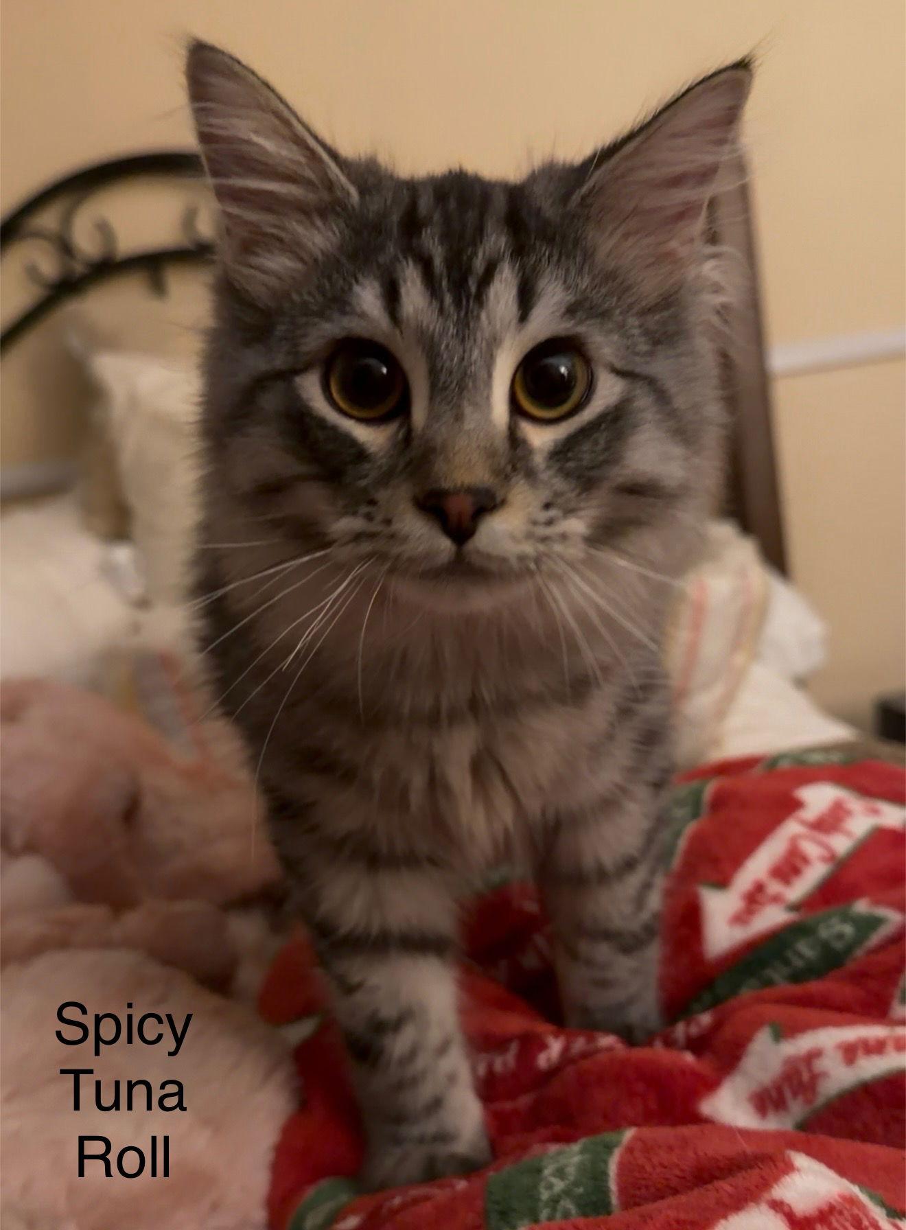 Enlarge Spicy Tuna Roll, a Adopted Domestic Medium Hair in West Des Moines, IA image 2/3