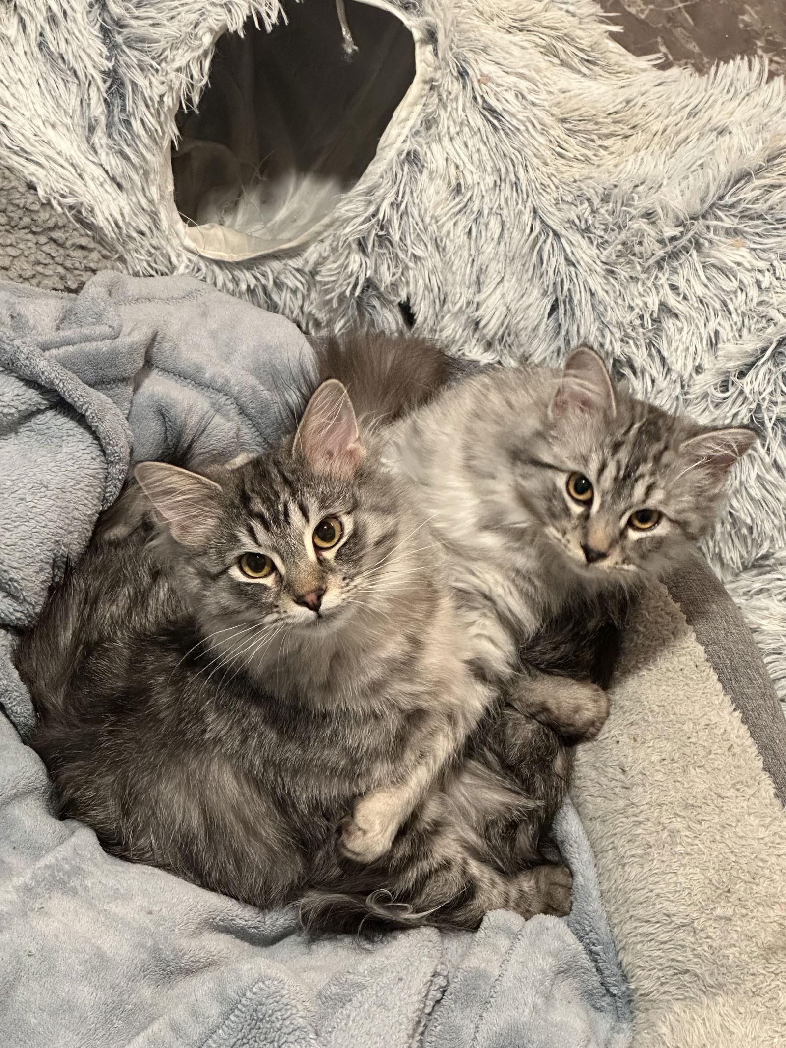 Enlarge Spicy Tuna Roll, a Adopted Domestic Medium Hair in West Des Moines, IA image 3/3